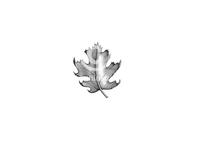 maple leaf